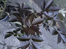 elderberry plant for sale  BURY