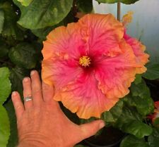 Exotic tropical hibiscus for sale  Shipping to Ireland