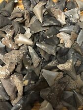 Shark tooth lot for sale  Altoona