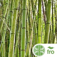 Bamboo seeds male for sale  MANCHESTER