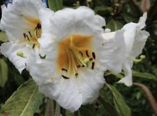 rhododendron plant for sale  Pullman