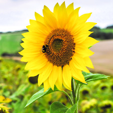 Premium giant sunflower for sale  WARRINGTON