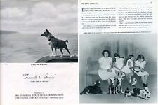 Basenji dog breed for sale  COLEFORD