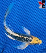 butterfly koi fish for sale  Claudville