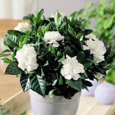 Gardenia deluxe potted for sale  IPSWICH
