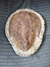 Large morocan trilobite for sale  PORTSMOUTH