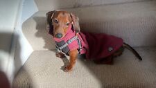 dachshund puppy for sale  GUILDFORD