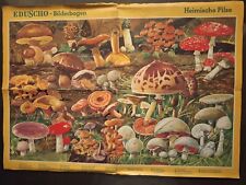 heimische pilze gebraucht kaufen  Hagenbach