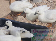 Silver call duck for sale  Golden Valley