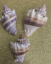 Used, Lot of 3 Black & White Top Quality Murex Seashells for sale  Shipping to South Africa