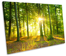 Sunlight forest trees for sale  UK