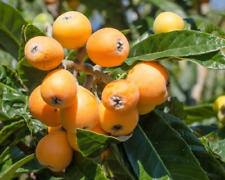 Árvore de fruta Laranjinha orgânico, Ao Vivo Planta crescendo, saudável em potes, usado comprar usado  Enviando para Brazil