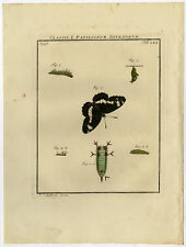 Antique Print-WHITE ADMIRAL-LIMENITIS-CATERPILLAR-70-Rosel van Rosenhof-1765 for sale  Shipping to South Africa