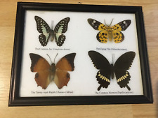 Taxidermy butterflies jay for sale  HADDINGTON