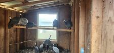 Guinea fowl hatching for sale  Paxinos