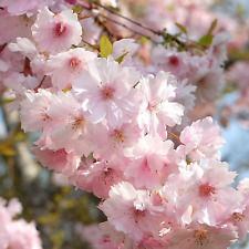 Prunus first blush for sale  UK