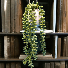 Donkey tail plant for sale  Tempe