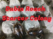 dubia feeder roaches for sale  White Lake