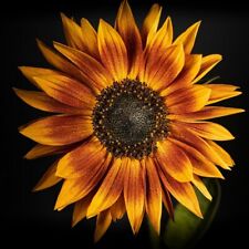 Red sun sunflower for sale  Minneapolis
