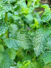 Wrigley spearmint mint for sale  Houston