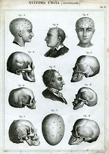 Anatomia craniologia. medicina usato  Salerno