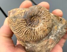Ammonite pleydellia quentin d'occasion  Les Abrets