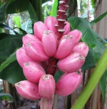 Samen rosa banane gebraucht kaufen  Calw