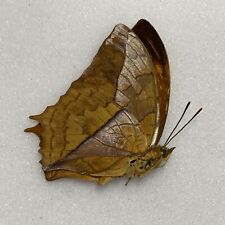 Butterfly charaxes pleione for sale  READING