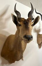 african horns for sale  Fort Lauderdale