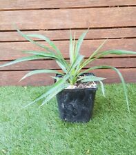 Yucca aloifolia plant d'occasion  Perpignan-