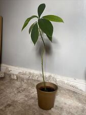 Organic avocado plant for sale  BOURNEMOUTH