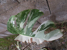 Monstera variegata 34 gebraucht kaufen  Rudolstadt