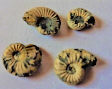 Schönes lot ammoniten gebraucht kaufen  Deutschland