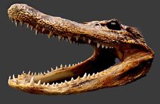 alligator taxidermy for sale  Cave Creek