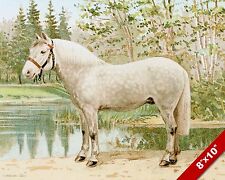 Beautiful white horse for sale  South Jordan
