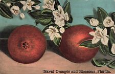 Naval oranges blossoms for sale  Corry