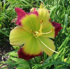 Taglilie daylily hemerocallis gebraucht kaufen  Kreuztal