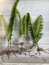 House plants ferns for sale  Tampa