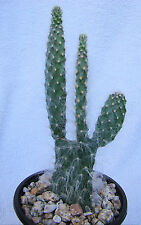 Austrocylindropuntia opuntia e for sale  Tucson