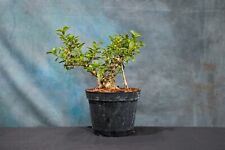 Burtt davyi ficus for sale  North Fort Myers