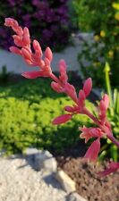 Hesperaloe parvifolia rubra d'occasion  Perpignan-