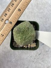 Pseudolithos cubiformis Seedling -A for sale  Shipping to South Africa