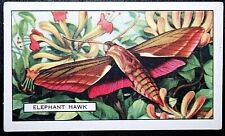 Elephant hawk moth for sale  DERBY