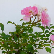 Rosa pablito rosier d'occasion  Pouzauges