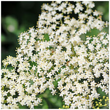 Elder flower plant for sale  Shipping to Ireland