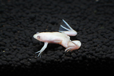 Albino affrican clawed for sale  Chester