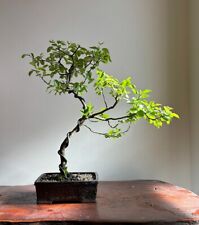 Italian alder bonsai for sale  LEEDS