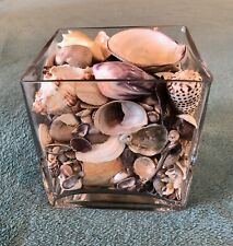 Unique seashell display for sale  La Mesa