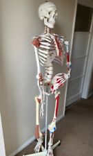 Anatomical sam skeleton for sale  HIGH WYCOMBE