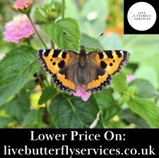 Small tortoisesell butterfly for sale  LINCOLN